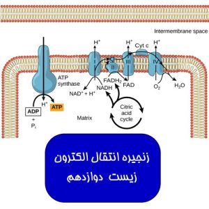 فیلم آموزشی زنجیره انتقال الکترون در میتوکندری