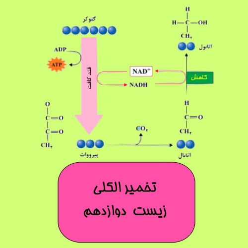 فیلم آموزشی تخمیر الکلی