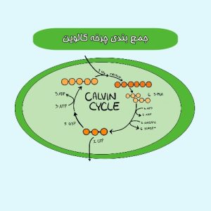 فیلم آموزشی چرخه کالوین