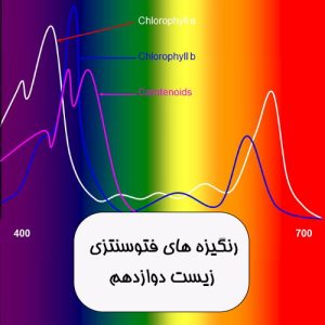 فیلم آموزشی رنگیزه های فتوسنتزی