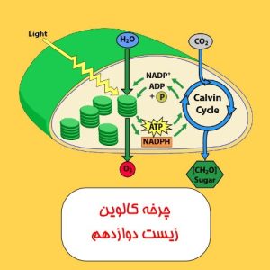 فیلم آموزشی چرخه کالوین